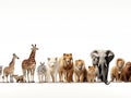 Ai Generated illustration Wildlife Concept of Wild Zoo Animals on White Web Banner Royalty Free Stock Photo