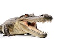 Ai Generated illustration Wildlife Concept of Wildlife crocodile isolated on white