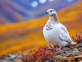 Ai Generated illustration Wildlife Concept of Willow Ptarmigan - Alaska State Bird Royalty Free Stock Photo