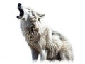 Ai Generated illustration Wildlife Concept of Wolf Howling Illustration Isolated Royalty Free Stock Photo