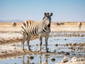 Ai Generated illustration Wildlife Concept of Zebra - Namibia Royalty Free Stock Photo