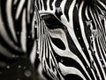 Ai Generated illustration Wildlife Concept of Zebra Strip. Zebra Stripes Pattern Texture