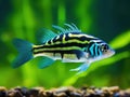 Ai Generated illustration Wildlife Concept of Zebrafish Zebra Barb Danio rerio Royalty Free Stock Photo