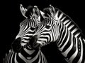 Ai Generated illustration Wildlife Concept of Zebras in love in black and white Royalty Free Stock Photo