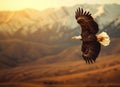 American eagle flying over the steppe