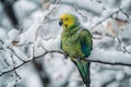 Animals in the wrong place global warming climate changes AI generated
