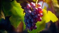 Vineyard Perfection Premium Grapes and Juicy Goodness in a Morning Harvest AI generated