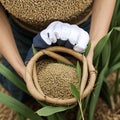 AI generated image of bags full of paddy grains freshly cultivated