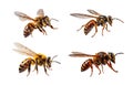 AI generated image of bee hornet wasp bumblebee