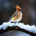 Bird on a snowy branch