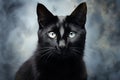 Black Cat halloween background Royalty Free Stock Photo