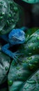 AI generated image, blue lizard lizards gekko hyper realism realistic photography