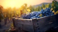 Blue vine grapes harvested in a wooden box with vineyard and sunshine.