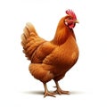 AI-Generated Image of a Bright Orange Hen on a White Background Royalty Free Stock Photo