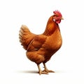 AI-Generated Image of a Bright Orange Hen on a White Background Royalty Free Stock Photo