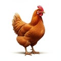 AI-Generated Image of a Bright Orange Hen on a White Background Royalty Free Stock Photo