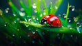 Red Ladybug Walking on a Fresh Green Leaf with Water Drops AI generated