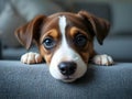 Cute Puppy Resting On Sofa With Expressive Eyes And Emotional Close Up Royalty Free Stock Photo