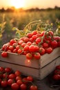 Cherry tomatoes harvested in a wooden box with field and sunset in the background. Royalty Free Stock Photo