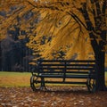 the close shot of the wooden bench beside huge autumn tree with falling leaves with bokeh background