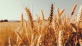 Close-up photography of a golden wheat field Royalty Free Stock Photo