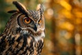 Close up view portrait of the eagle owl in the forest Royalty Free Stock Photo