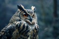 Close up view portrait of the eagle owl in the forest Royalty Free Stock Photo