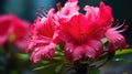 Tranquil Beauty of Pink Azalea Flowers with Dew Drops on Petals AI generated