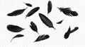 Crow feathers falling in air Royalty Free Stock Photo