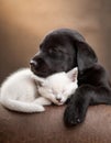 Black puppy and white kitten curled up sleeping together Royalty Free Stock Photo