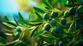 A Fresh and Healthy Image of an Olive Tree with Ripe Olives AI generated