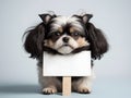 Cute shih tzu puppy holding blank sign on grey background