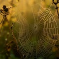 AI-Generated Image: Dew-Covered Spider Web with Intricate Structure