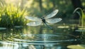 Dragonfly Grace Above Rippled Waters Royalty Free Stock Photo