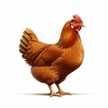 AI-Generated Image: Full-Body Side View of a Brown Hen Royalty Free Stock Photo