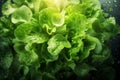 Fresh green salad healthy food background Royalty Free Stock Photo