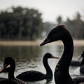 AI generated image of a group of Black Swans paddling in a water body