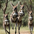 AI generated image of a group of kangaroos jumping together Royalty Free Stock Photo