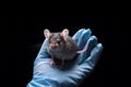 AI generated image. Hand of scientist in a rubber glove holding mouse for scientific experiment