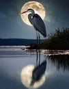 Heron at night Royalty Free Stock Photo