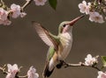 AI generated hummingbird drinking nectar from cherry blossoms