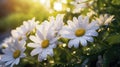 Garden Awakening Daisy Delights and Dewy Freshness in a Floral Serenity AI generated