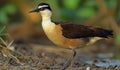 ai generated image of Hydrophasianus chirurgus, pheasant-tailed jacana (Hydrophasianus)(Jacanidae) Royalty Free Stock Photo