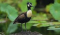 ai generated image of Hydrophasianus chirurgus, pheasant-tailed jacana (Hydrophasianus)(Jacanidae) Royalty Free Stock Photo