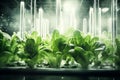 Indoor hydroponic garden self care background