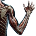 AI-generated image of the internal anatomy of the right arm. Royalty Free Stock Photo