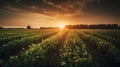 Irrigation system on agricultural soybean field Landscape Beautiful Sunset AI Generative