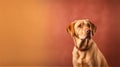 AI-Generated image of Labrador Retriever in front of orange and light brown wall