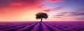 Lavender field with a tree at sunset in Provence Royalty Free Stock Photo