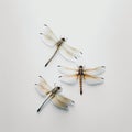 Three white and brown dragonflies on minimalist white background